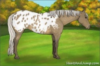 Horse Color:Silver Buckskin Roan Appaloosa 