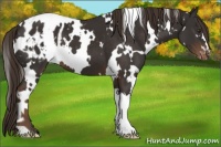 Horse Color:White Spotted Liver Chestnut Appaloosa 