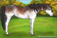 Horse Color:White Spotted Bay 