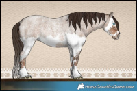 Horse Color:Liver Red Dun Roan Splash Frame Rabicano 