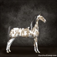 Horse Color:Liver Red Dun Sabino Appaloosa Brindle 