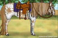 Horse Color:White Spotted Chestnut
