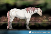 Horse Color:Gray Painted White Spotted Silver Buckskin Roan Dun Appaloosa Rabicano 