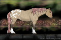 Horse Color:Gray Painted White Spotted Silver Buckskin Roan Dun Appaloosa Rabicano 