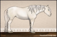 Horse Color:Gold Cream Champagne Pearl Sabino 