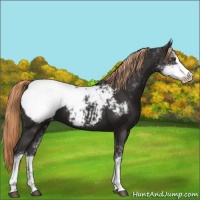 Horse Color:Liver Chestnut Sabino Appaloosa 