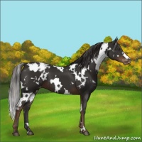 Horse Color:White Spotted Liver Chestnut Appaloosa 