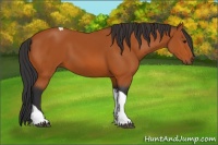 Horse Color:Bay Tobiano 