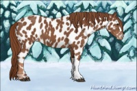 Horse Color:Chestnut Near Leopard 
