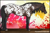 Horse Color:Brown Appaloosa 