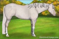 Horse Color:Silver Classic Champagne Dun Splash Frame 
