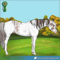 Horse Color:White Spotted Liver Chestnut Splash 