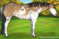 Horse Color:Bay Dun Sabino 