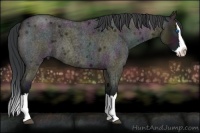 Horse Color:Midnight Grullo Roan Splash 