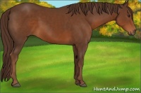 Horse Color:Liver Chestnut Sabino 
