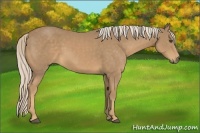 Horse Color:Palomino 