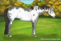 Horse Color:Smoky Black Ice Frame 