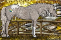 Horse Color:Silver Black Ice Appaloosa 