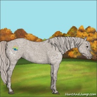 Horse Color:Silver Grullo Ice Roan 