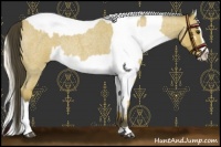 Horse Color:Buckskin Roan Rabicano and Perlino Roan Appaloosa Rabicano