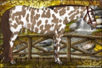 Horse Color:Liver Red Dun Appaloosa