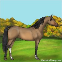 Horse Color:Bay Dun 