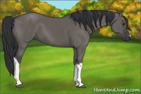 Horse Color:Grullo 