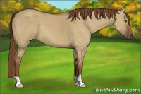 Horse Color:Red Dun 
