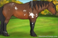 Horse Color:White Spotted Bay 