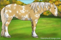Horse Color:White Spotted Palomino Sabino 