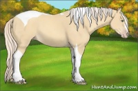 Horse Color:Gold Cream Champagne Tobiano 
