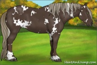 Horse Color:White Spotted Liver Chestnut