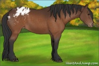 Horse Color:Brown Appaloosa 