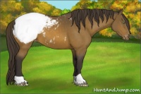 Horse Color:Buckskin Appaloosa 