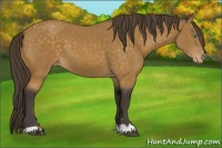 Horse Color:Buckskin Appaloosa 