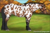 Horse Color:Bay Appaloosa 
