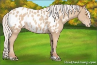 Horse Color:Silver Classic Champagne Appaloosa