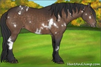 Horse Color:White Spotted Brown Appaloosa 
