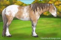 Horse Color:White Spotted Buckskin Snowcap 