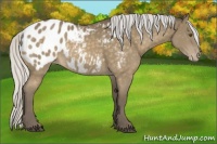 Horse Color:Silver Buckskin Appaloosa 