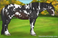 Horse Color:White Spotted Brown Sabino 
