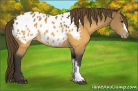 Horse Color:Buckskin Near Leopard 