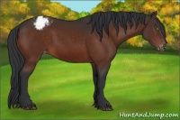 Horse Color:Brown Appaloosa 