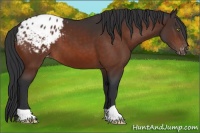 Horse Color:Brown Appaloosa 