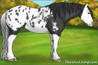 Horse Color:Black Splash Appaloosa