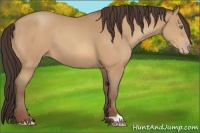 Horse Color:Amber Champagne 