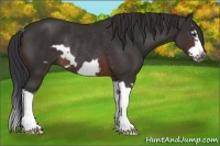 Horse Color:Brown Splash Frame Rabicano 