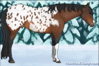 Horse Color:Bay Appaloosa