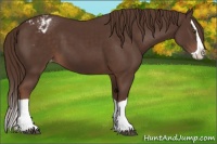 Horse Color:Liver Chestnut Splash Appaloosa 