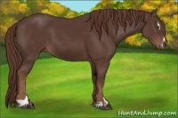 Horse Color:Liver Chestnut Sabino